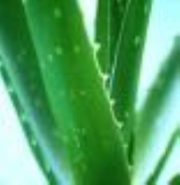 Aloe Vera Extract